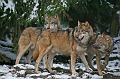 Bayerwald Tierpark_08